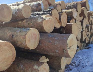 сосновые брёвна